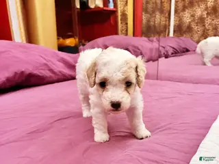 Toy Poodle dogs CHEPHREN TUT Teacup Toy Poodle - Ad 10