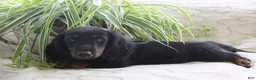 Miniature Dachshund dogs for sale: Macaroni - Ad 2