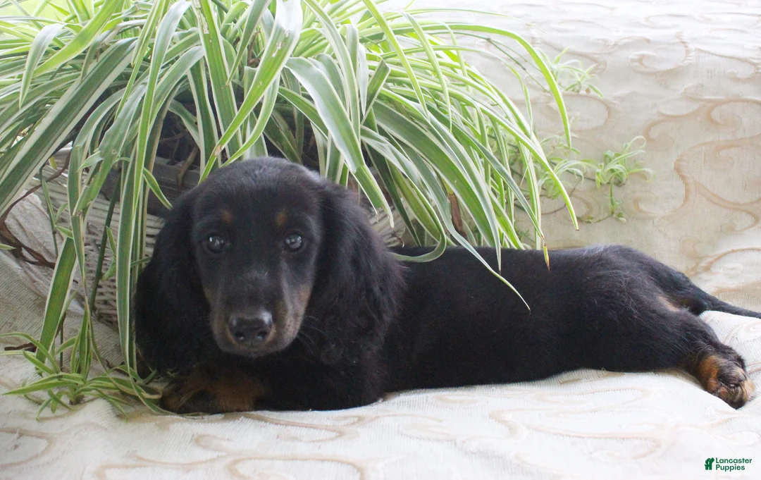 Miniature Dachshund dogs for sale: Macaroni - Ad 2