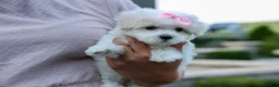 Maltese dogs for sale: OLENNA - Ad 2