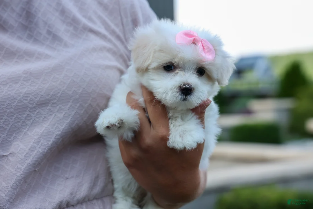 Maltese dogs for sale: OLENNA - Ad 2
