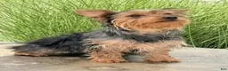 Yorkshire Terrier dogs for sale: Zora - Ad 3
