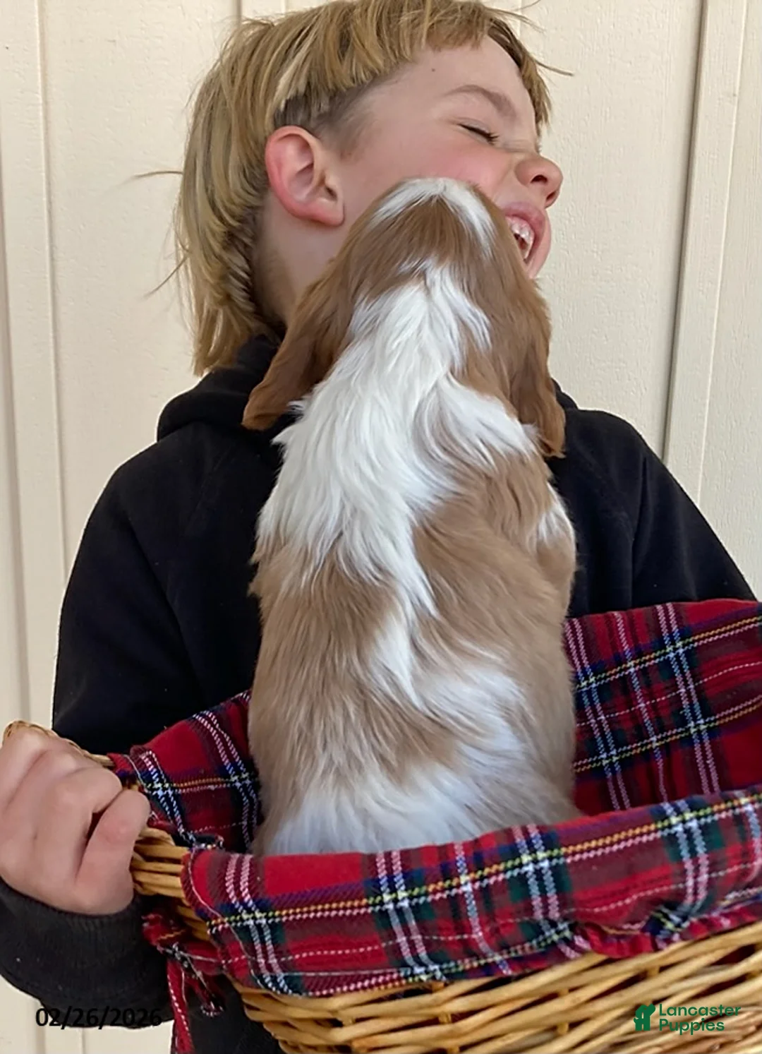 Cavalier King Charles Spaniel dogs for sale: Moonlight - Ad 5