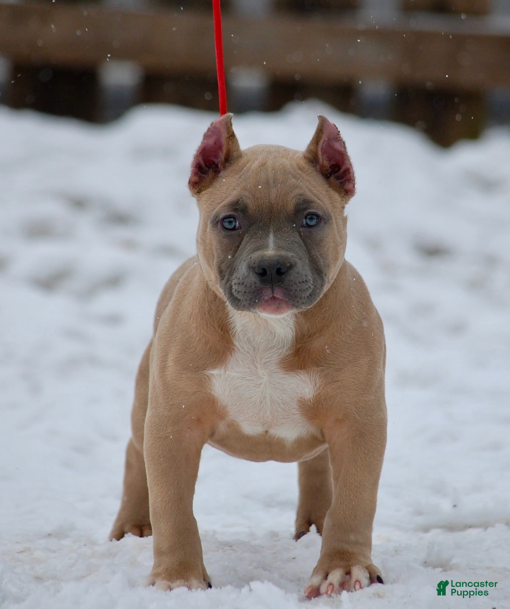 American Bully dogs American Bully Puppy 1 - Ad 4