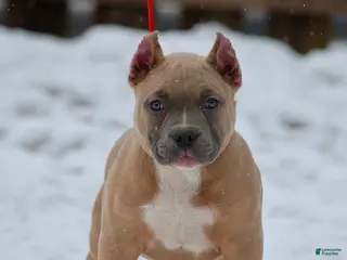 American Bully dogs American Bully Puppy 1 - Ad 4