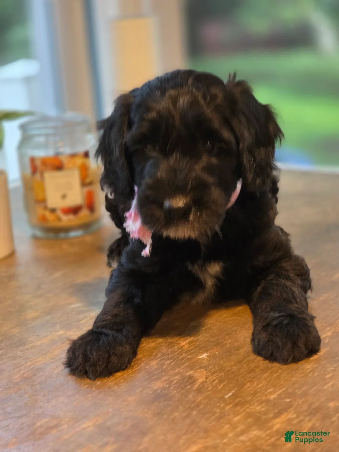 Goldendoodle dogs for sale: Summer - Ad 2