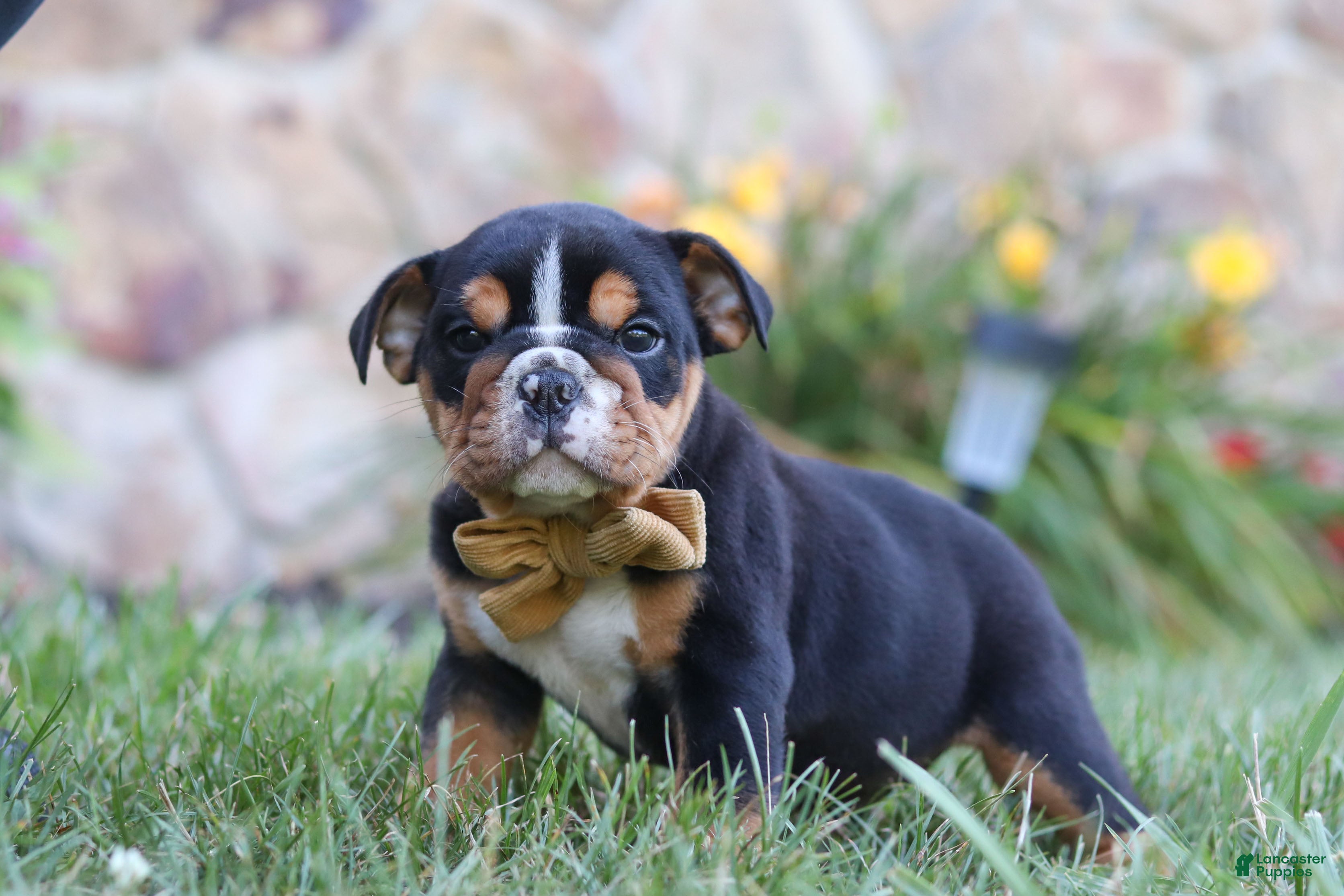 Beabull dogs for sale: Rockstar - Ad 1