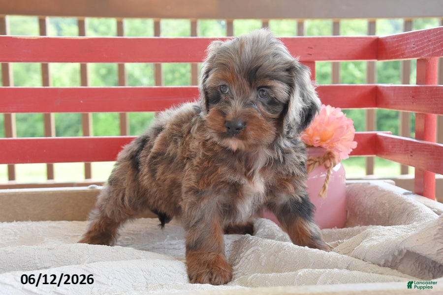 Cockapoo dogs Queenie - Ad 2