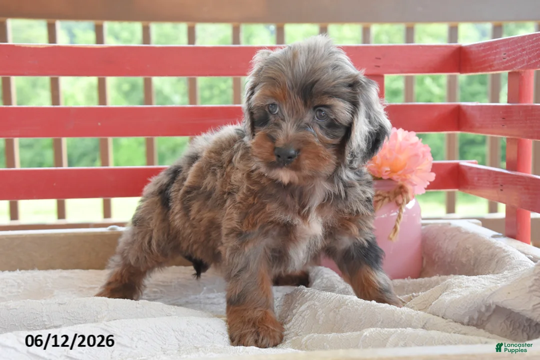 Cockapoo dogs for sale: Queenie - Ad 2