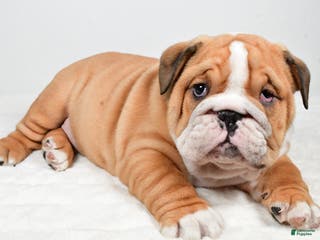 English Bulldog dogs Tristan - Ad 42