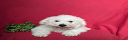Bichon Frise dogs for sale: Barrister - Ad 5