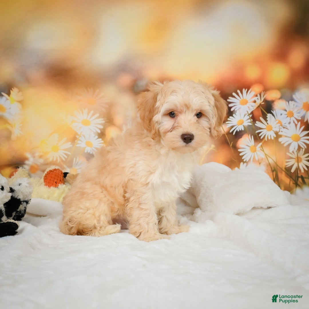 Cockapoo dogs for sale: Cabby - Ad 8