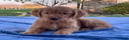 Golden Retriever dogs for sale: Nyla - Ad 4