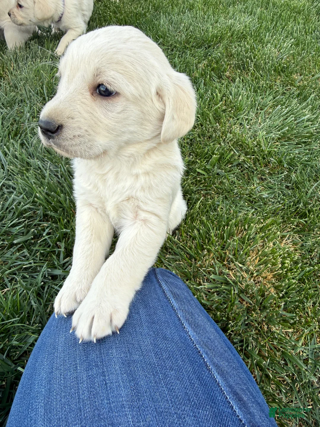 Labrador Retriever dogs for sale: Labrador Retriever Puppy 3 - Ad 2