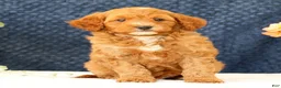 Cavapoo dogs for sale: AJ - Ad 7