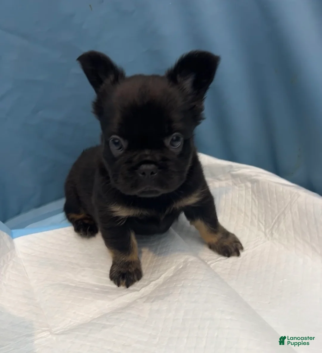 French Bulldog dogs for sale: Gigi - Ad 2
