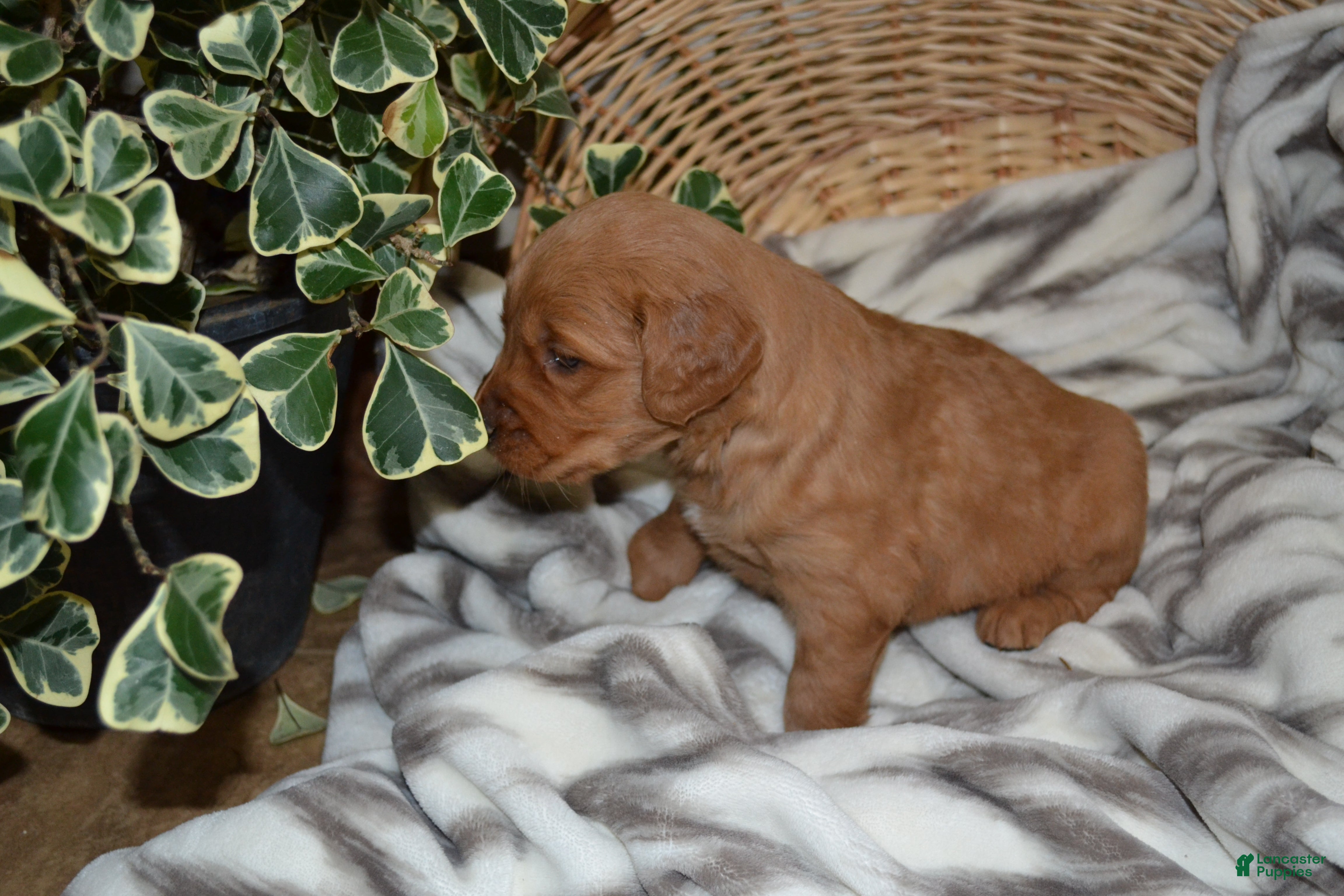 Golden Retriever dogs Penny - Ad 8