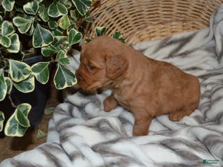 Golden Retriever dogs Penny - Ad 8