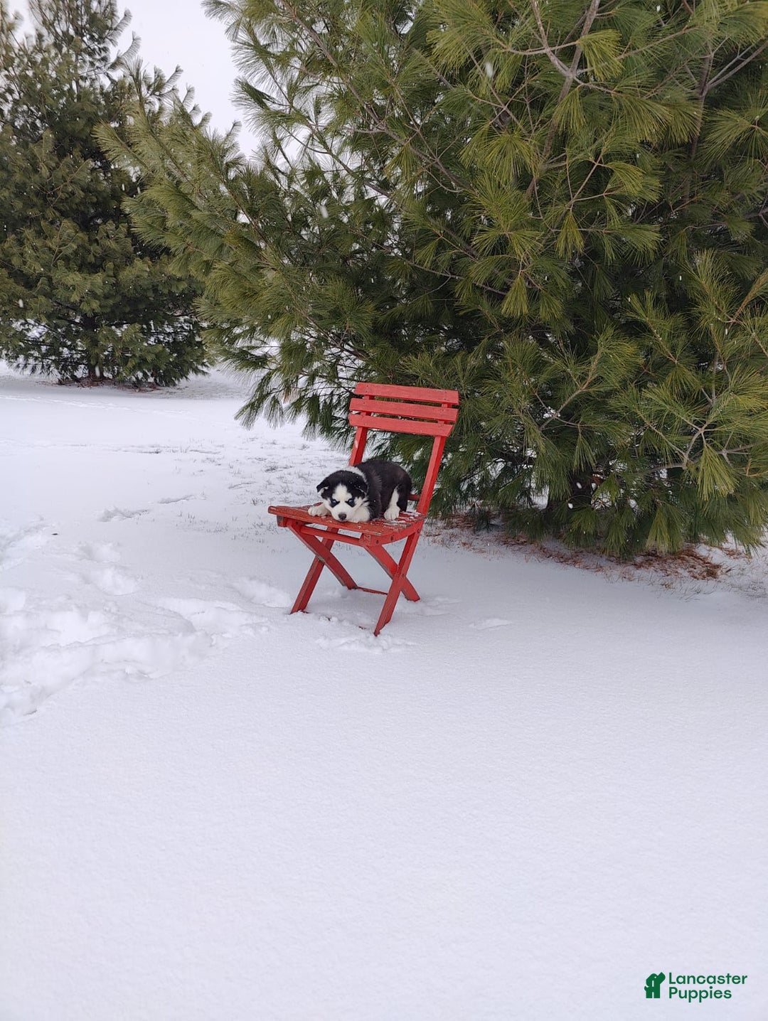 Siberian Husky dogs for sale: Jaidus - Ad 5