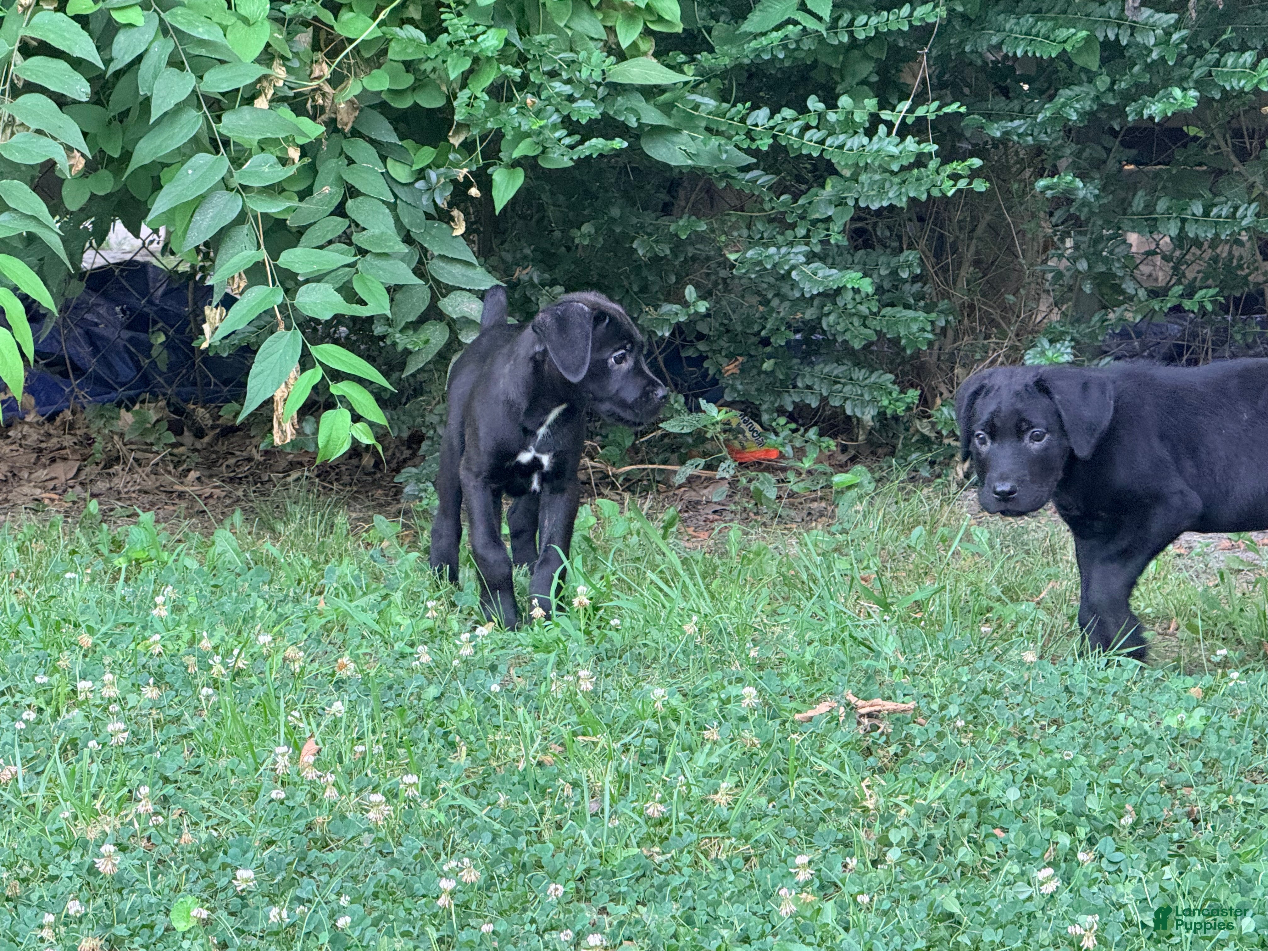 Cane Corso dogs Crowley AKC yellow/orange collar - Ad 21