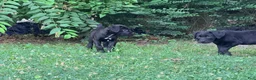 Cane Corso dogs for sale: Crowley AKC yellow/orange collar - Ad 24