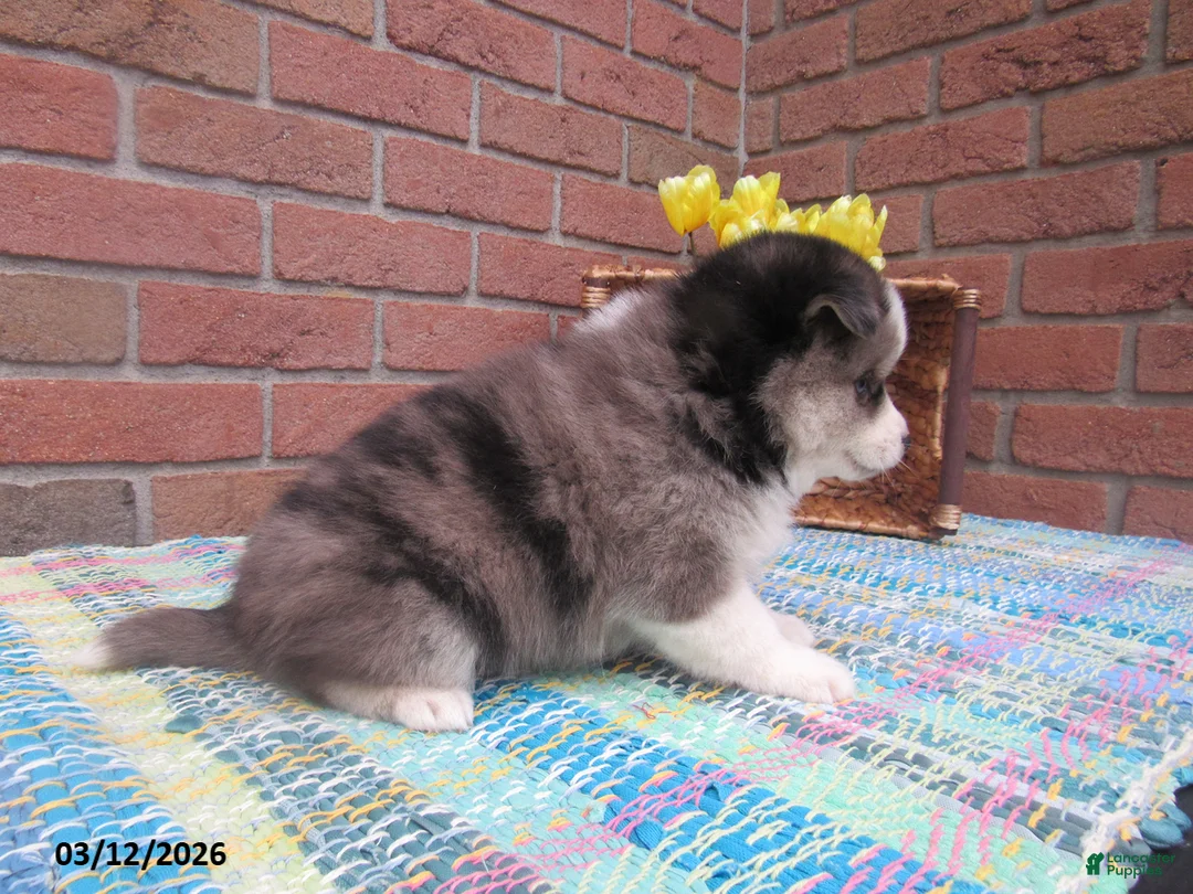 Pomsky dogs for sale: Bailey - Ad 3