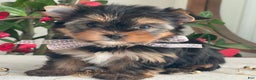 Yorkshire Terrier dogs for sale: Paisley - Ad 5