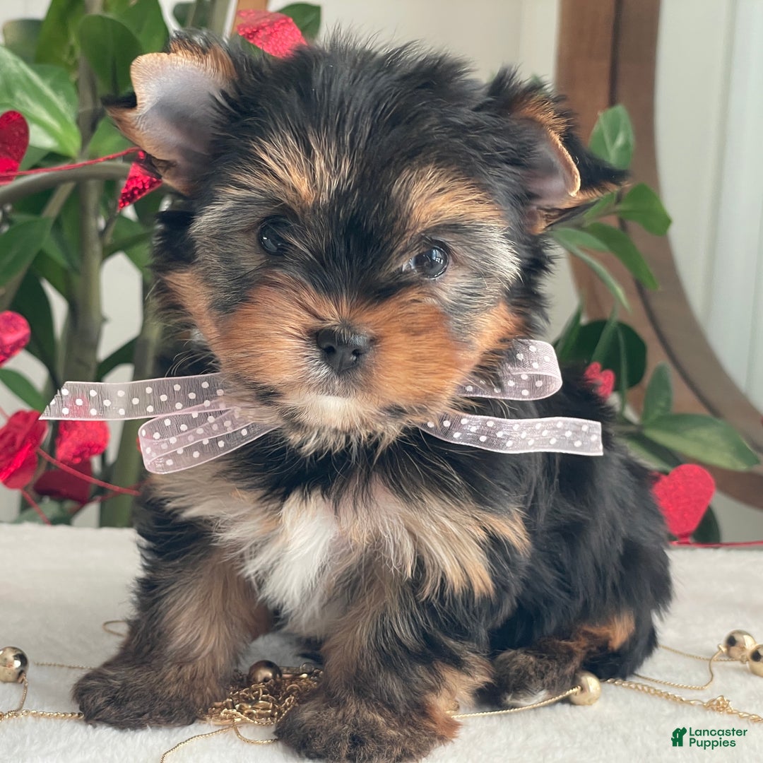 Yorkshire Terrier dogs for sale: Paisley - Ad 5