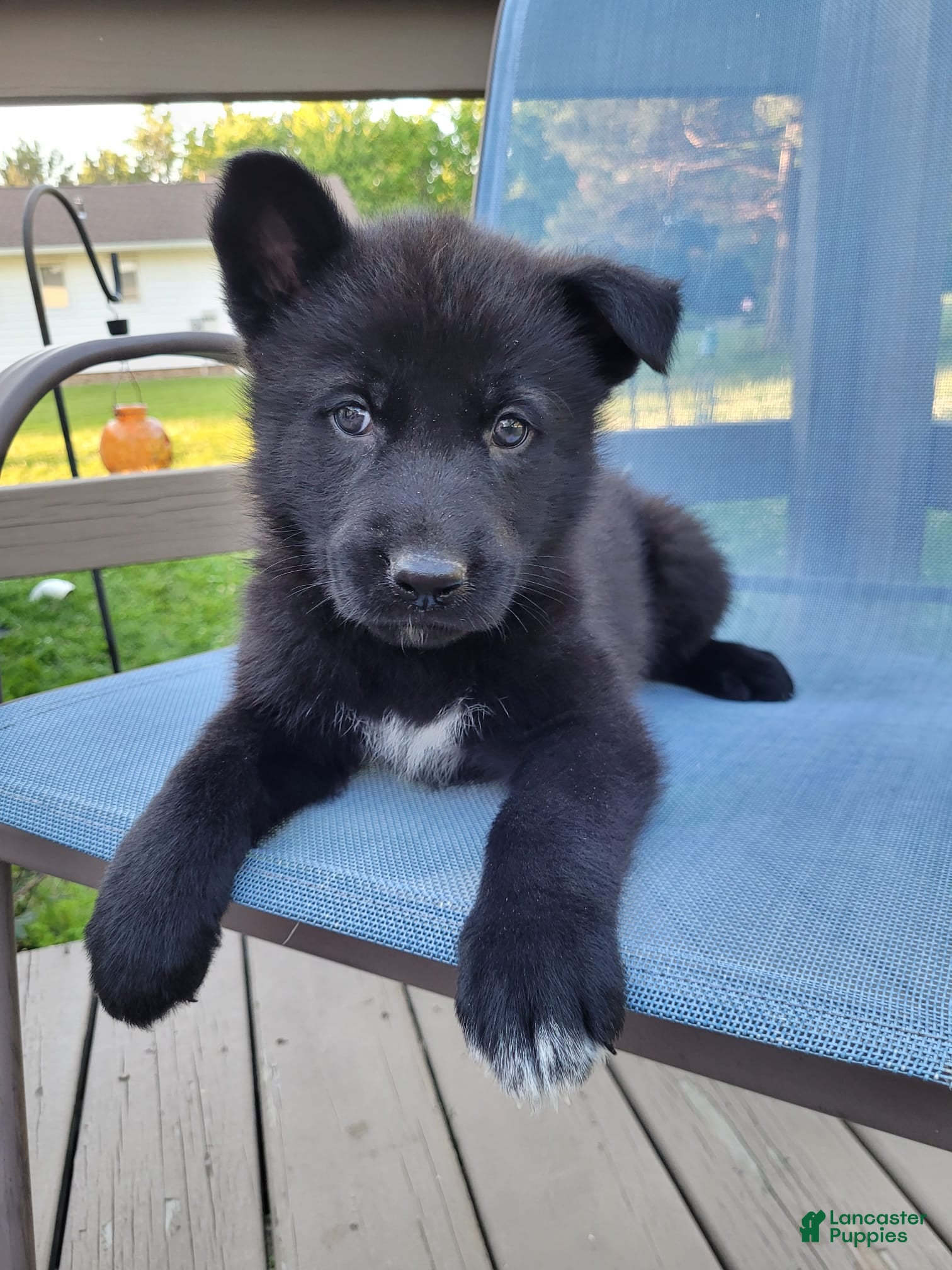 Mixed Breed dogs Sirius - Ad 1
