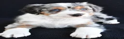 Mixed Breed dogs for sale: Austin - Ad 7