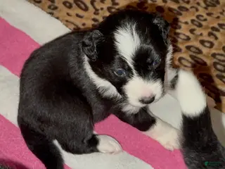 Mixed Breed dogs Blackout - Ad 35