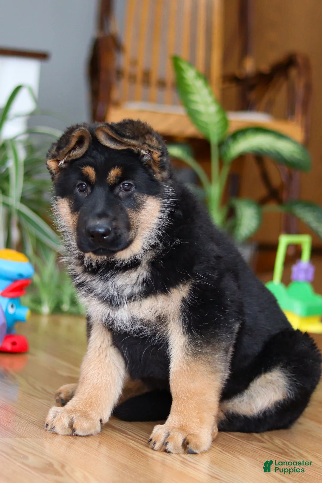 German Shepherd dogs for sale: Buddy - Ad 2