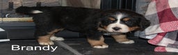 Bernese Mountain Dog dogs for sale: Brandy - Ad 1