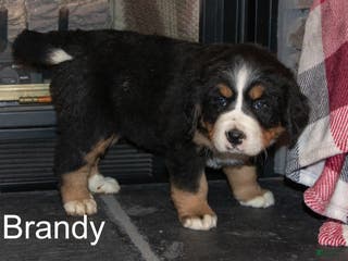 Bernese Mountain Dog dogs Brandy - Ad 26