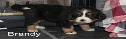 Bernese Mountain Dog dogs for sale: Brandy - Ad 1
