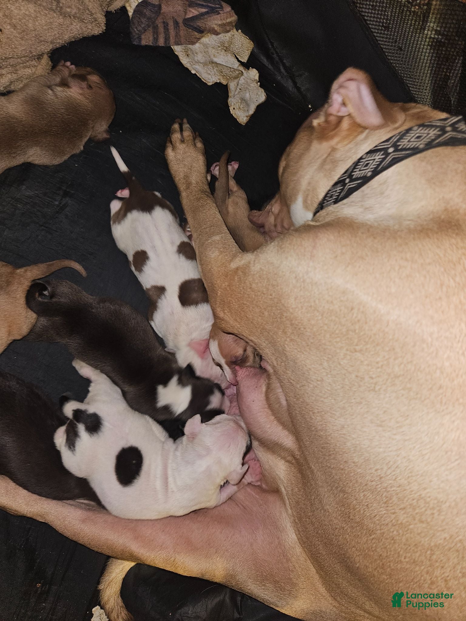 American Pit Bull Terrier dogs American Pit Bull Terrier 10 - Ad 36