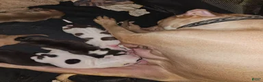 American Pit Bull Terrier 10
