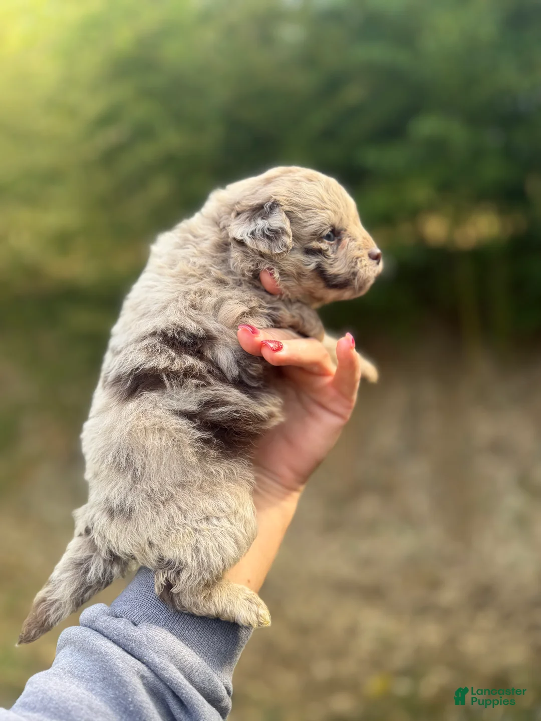 Pomapoo dogs for sale: Pomapoo Puppy 2 - Ad 2