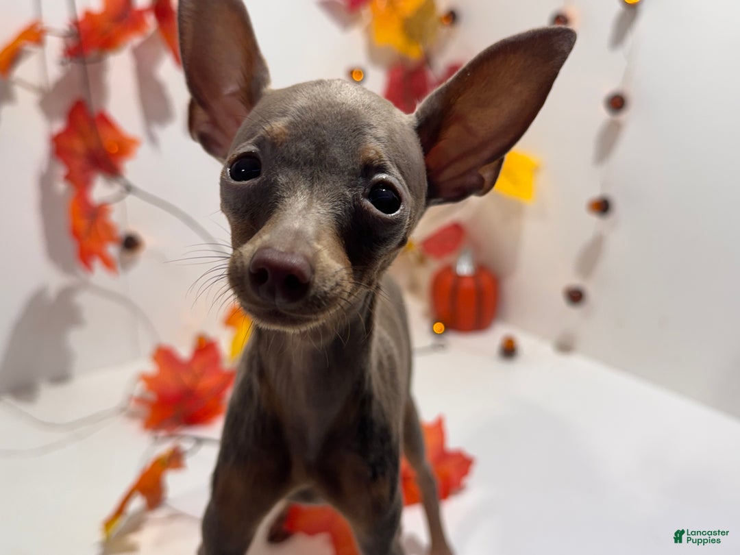 Miniature Pinscher dogs for sale: Whisper - Ad 1