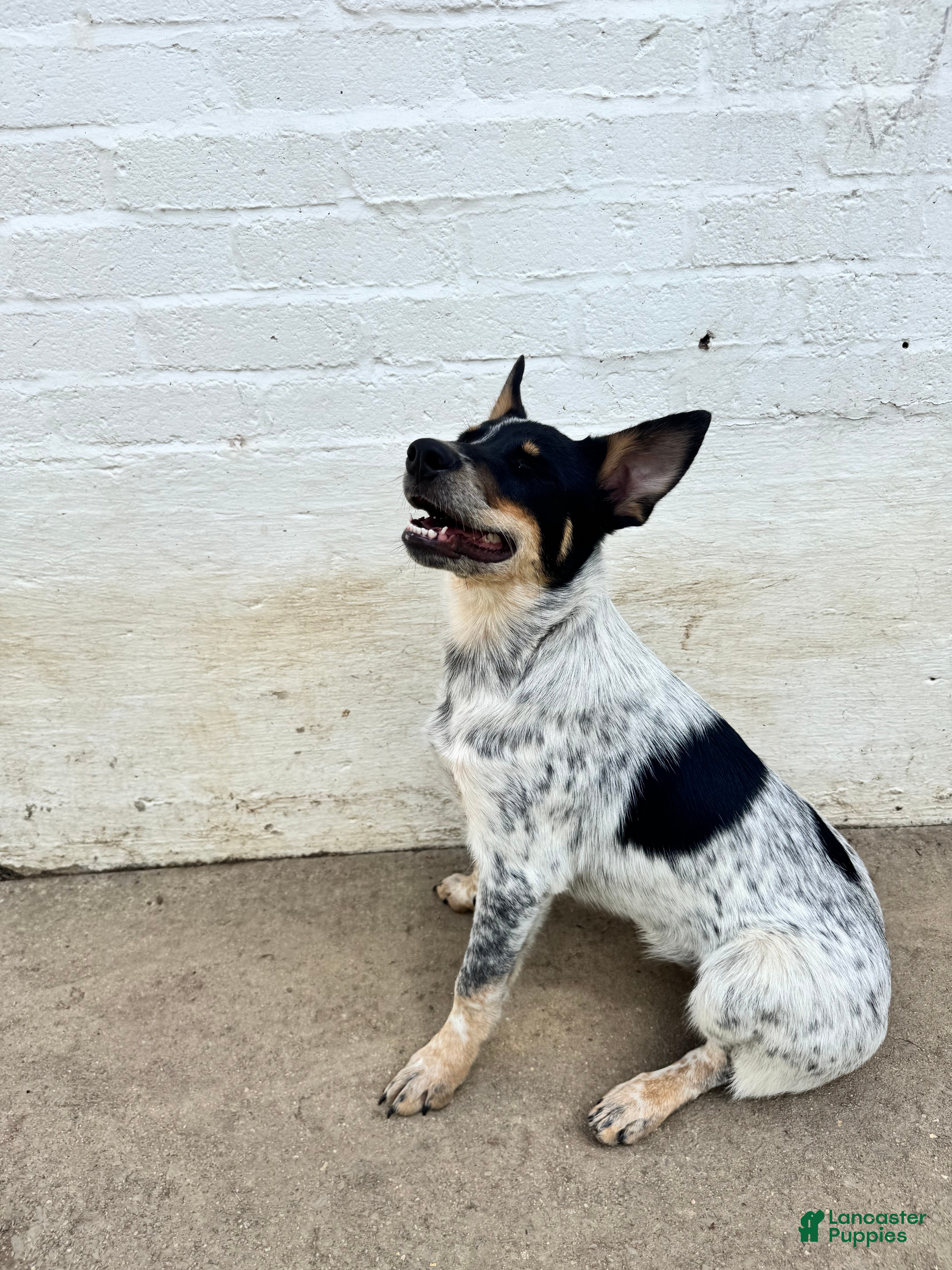 Jack Russell Terrier Blue Heeler Mountain Feist Mix Happy Looking