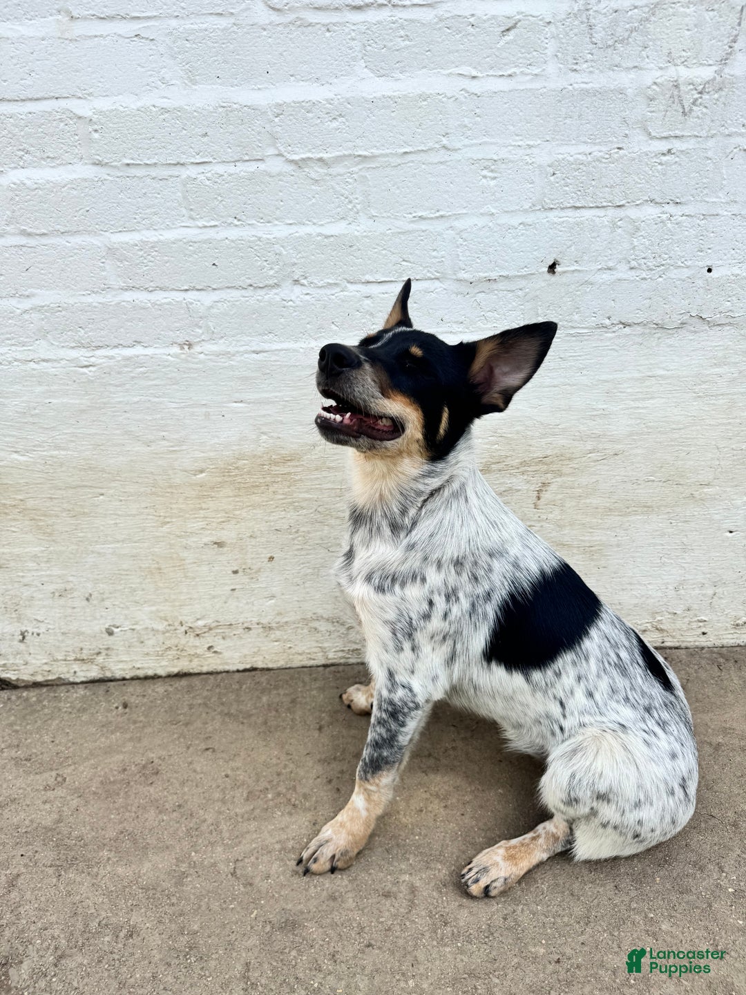 Rat Terrier Mix Blue Heeler Mountain Feist Mix Tri Australian