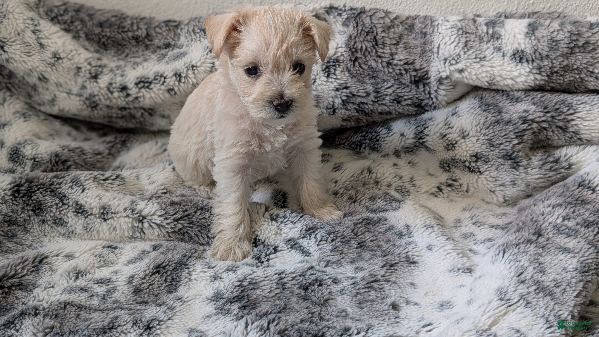 Miniature Schnauzer dogs Casper - M - Ad 7