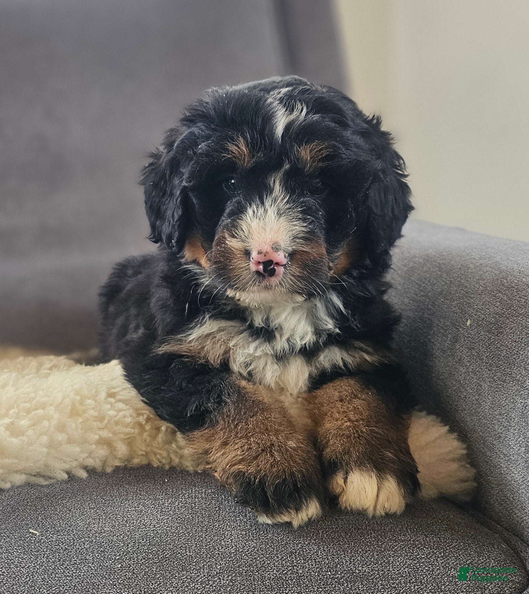Bernedoodle dogs Coco - Ad 1
