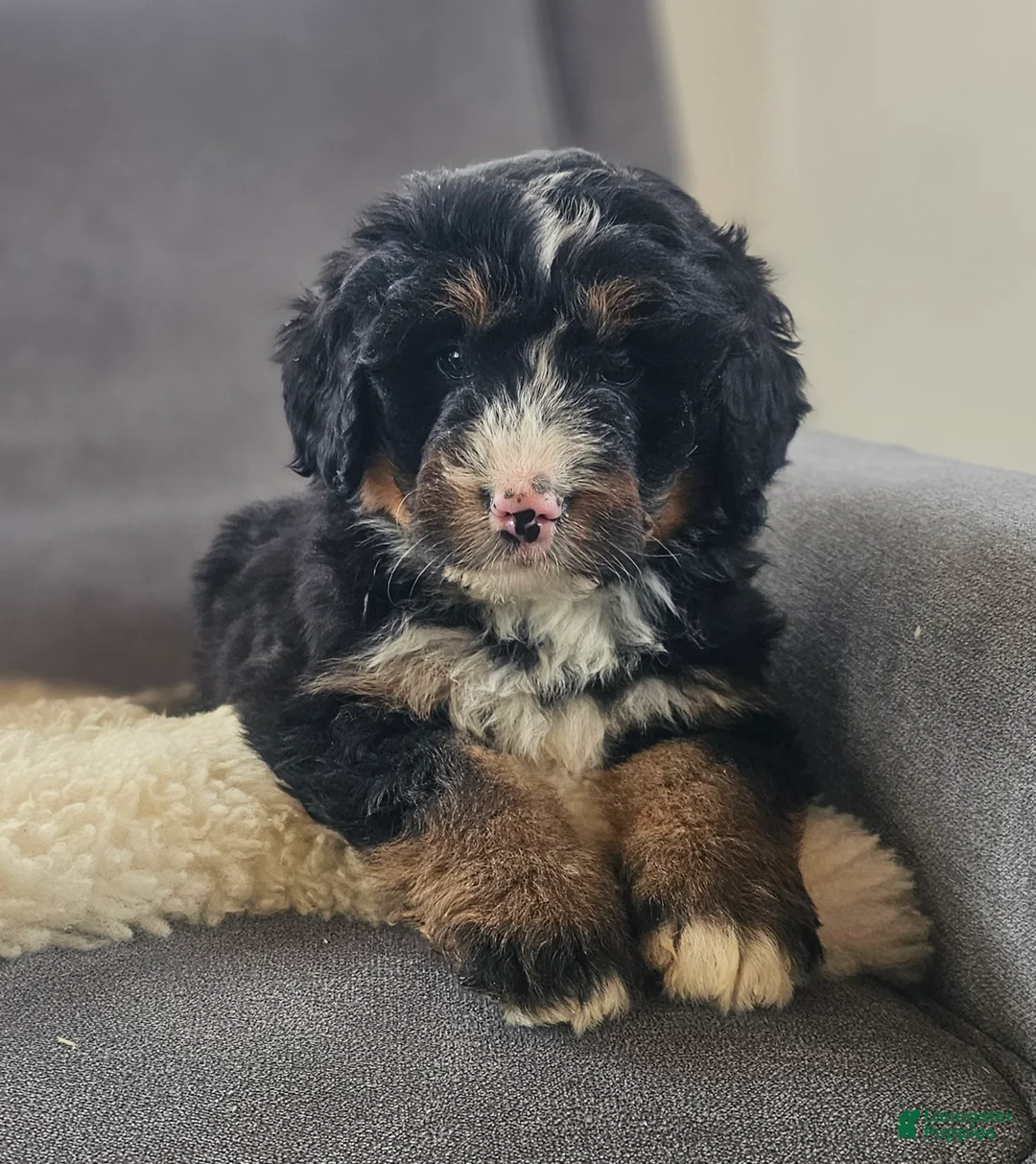 Bernedoodle dogs for sale: Coco - Ad 1