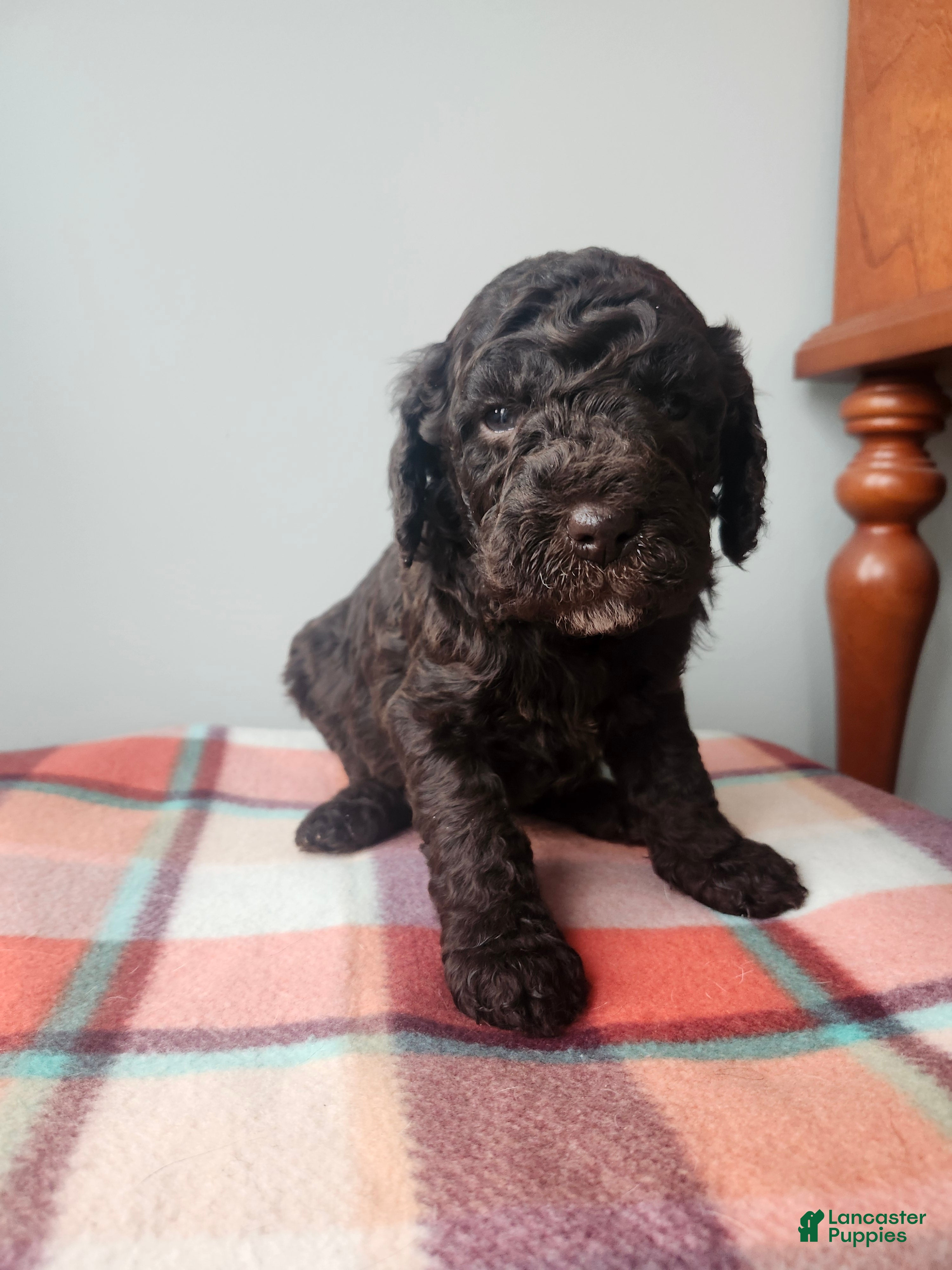 Labradoodle dogs Noel - Ad 33