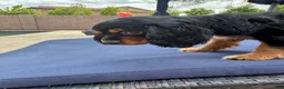 Cocker Spaniel dogs for sale: Cocker Spaniel 1 - Ad 5