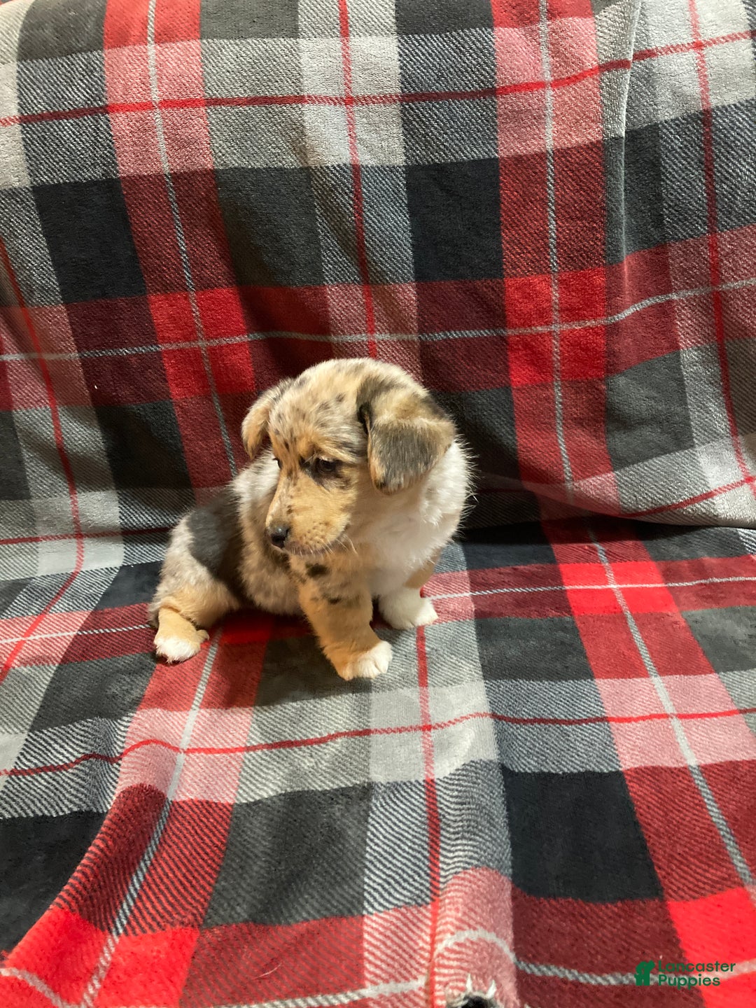 Mixed Breed dogs for sale: Tommy - Ad 5