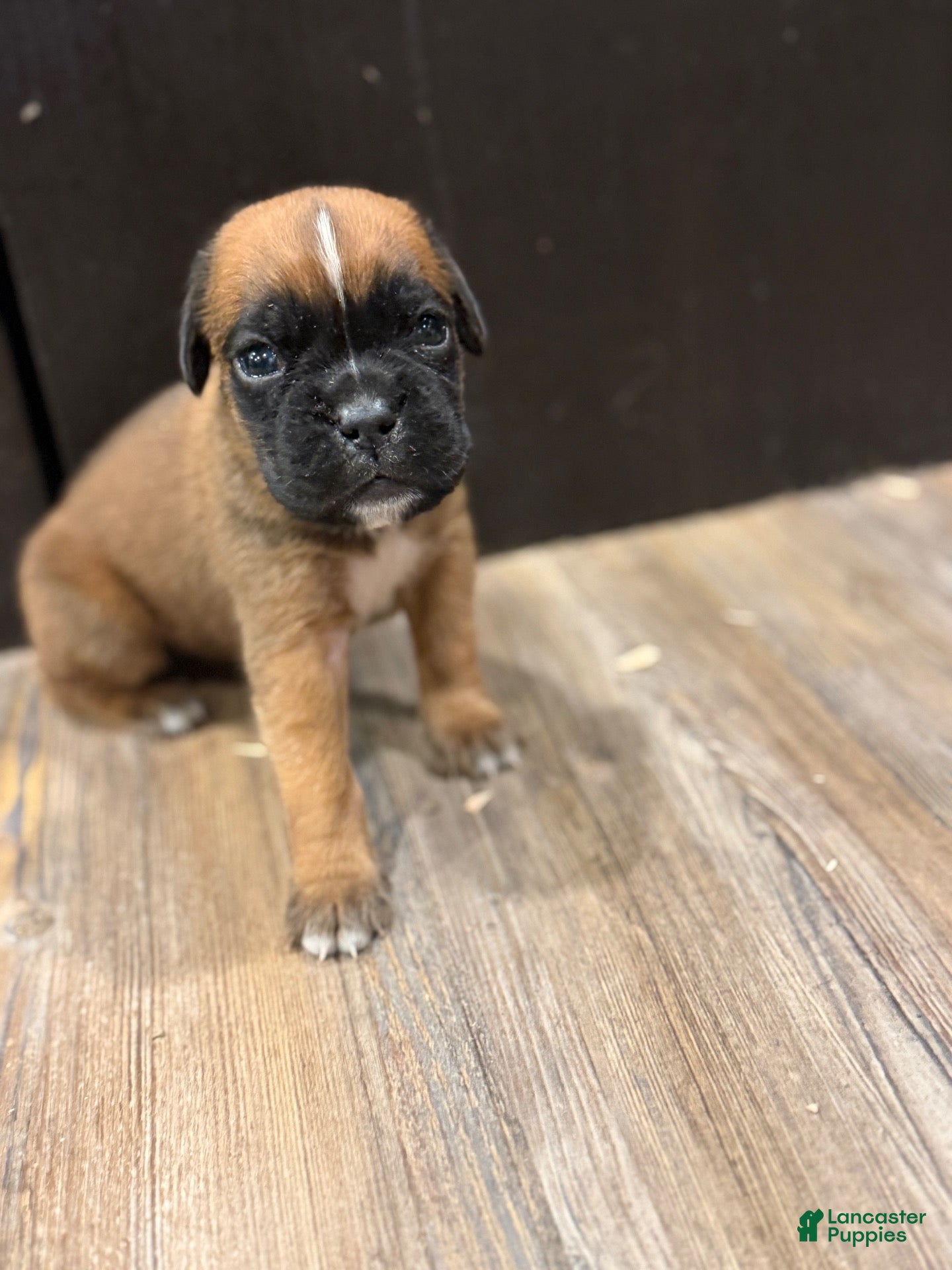 Boxer dogs for sale: Coco  - Ad 2