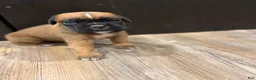 Boxer dogs for sale: Coco  - Ad 1
