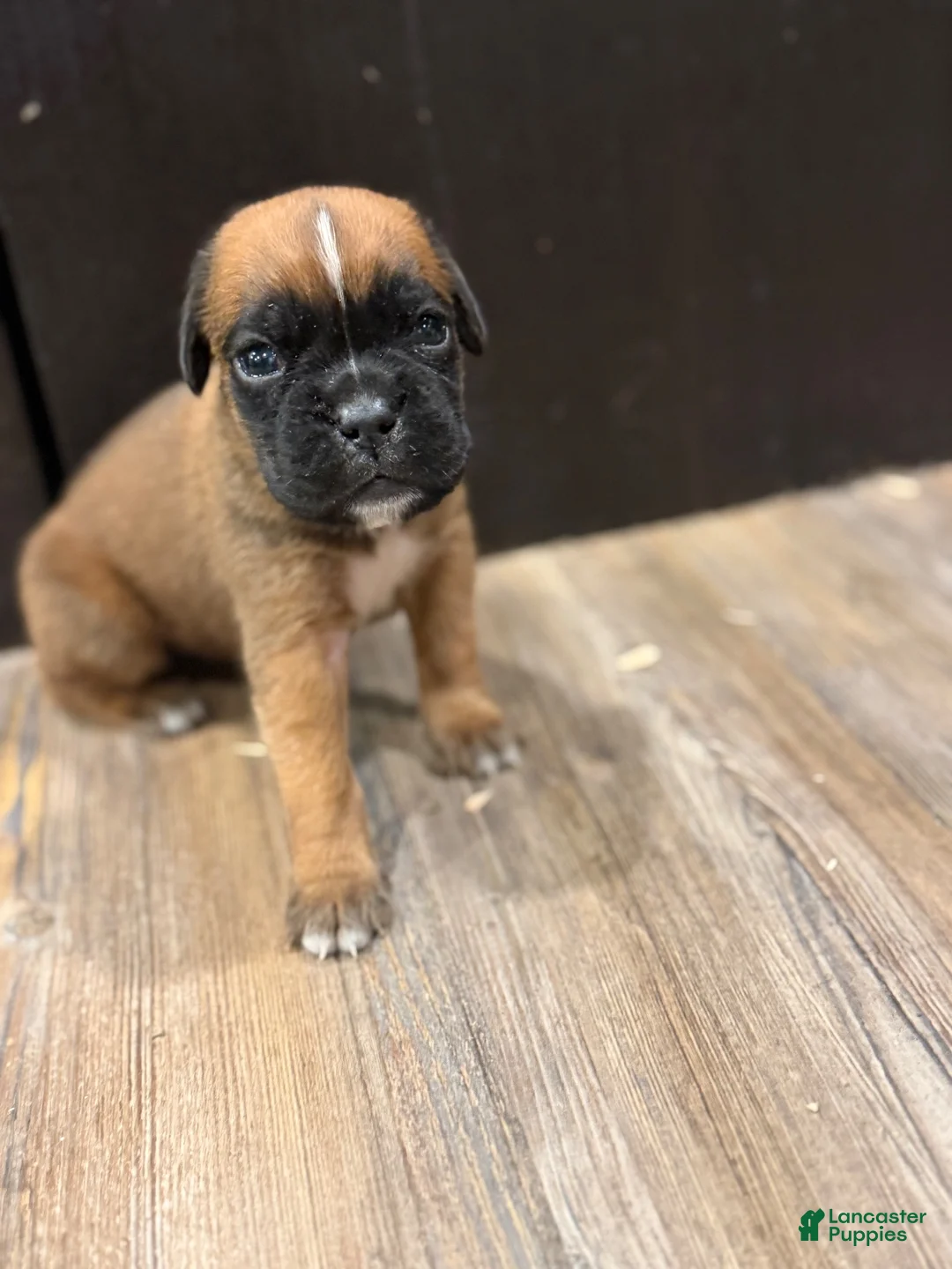 Boxer dogs for sale: Coco  - Ad 1